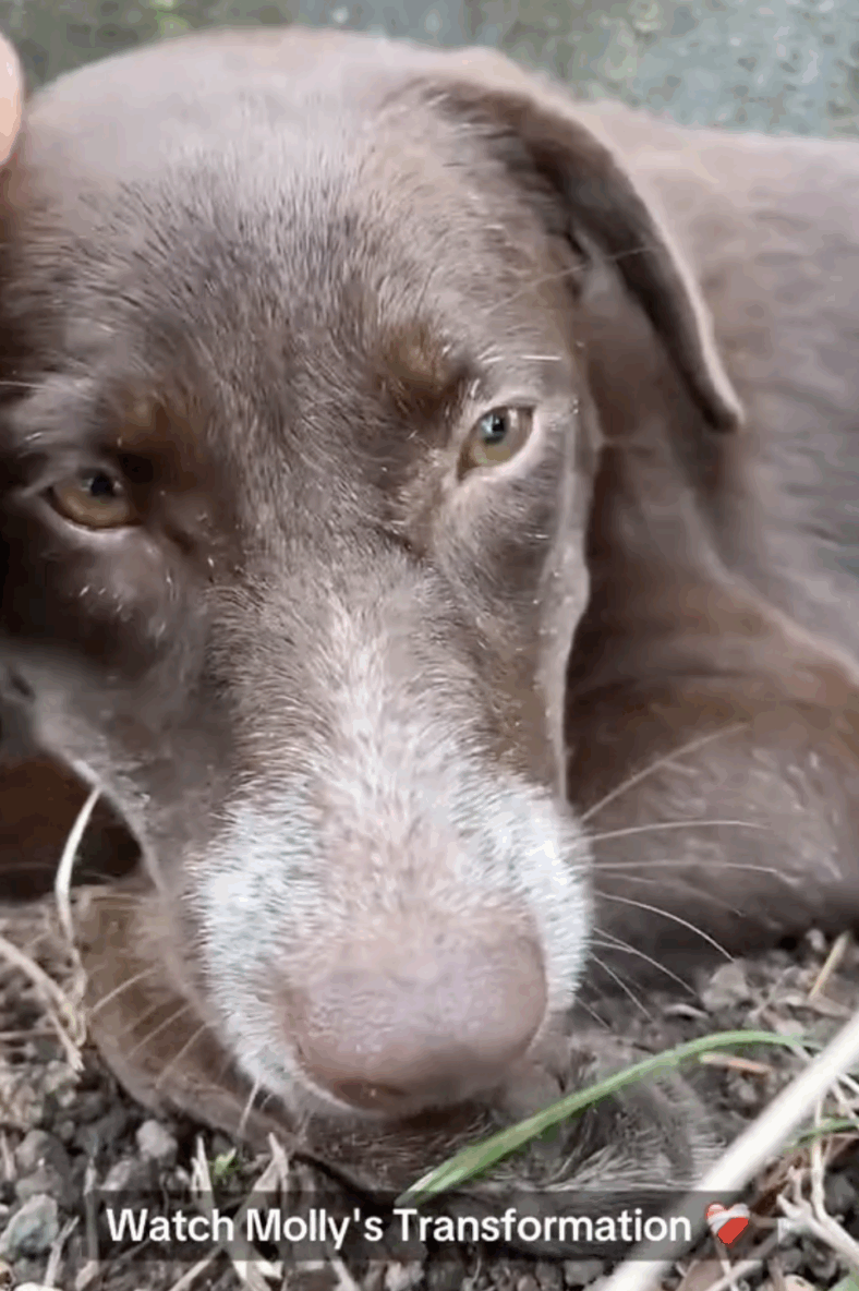 This Itchy, Mange-Ridden Dog Got a Second Chance—And Her Smile Says It All